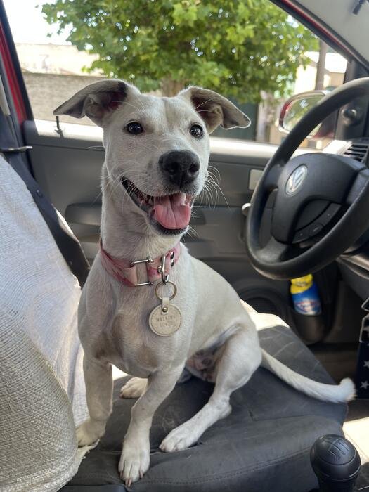 Perro contento sentado en el asiento del auto