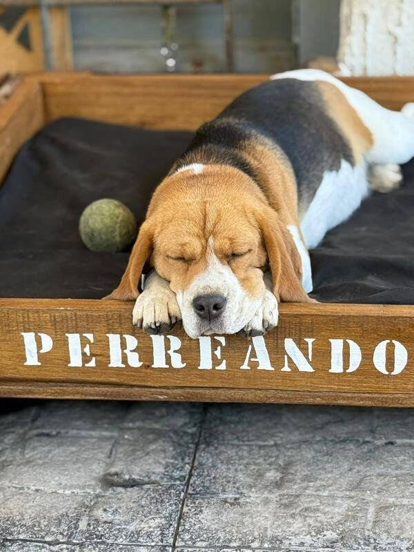 Beagle durmiendo en su cama de Perreando Ando