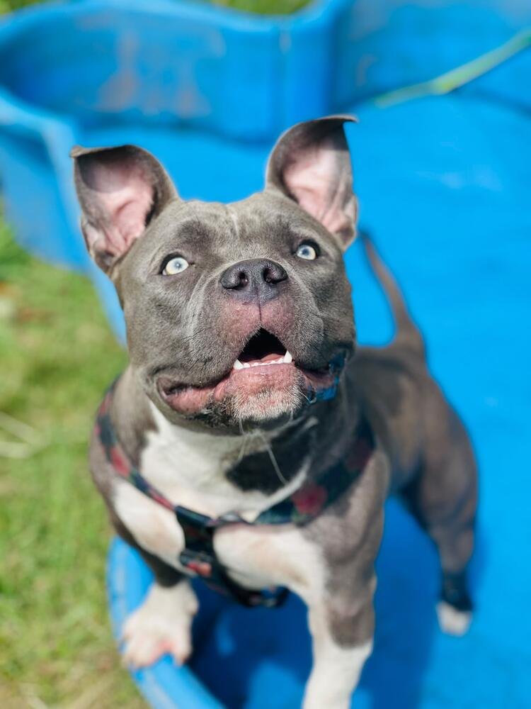 Perro feliz dentro de la pileta canina
