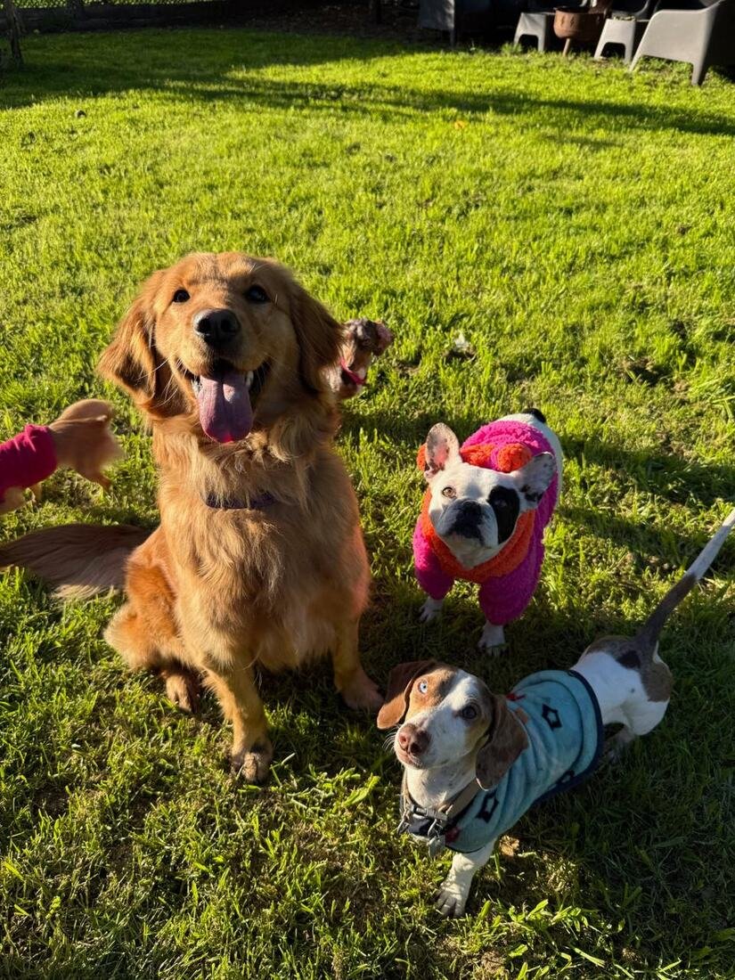 Un golden, una bulldog francés y un salchicha jugando en el pasto