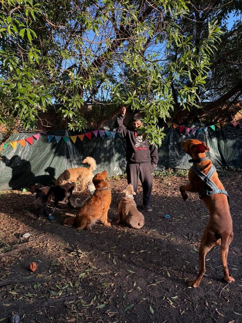 Integrante del equipo jugando con los perros bajo un árbol