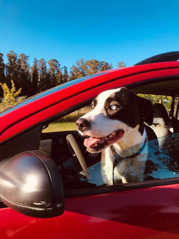 Perro asomado por la ventanilla del auto de traslados